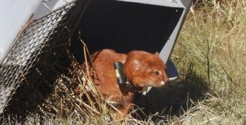 Experiencia inédita en Córdoba: liberan un yaguarundí con collar de rastreo satelital