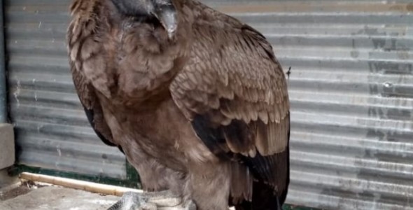 Policía Ambiental rescató un cóndor del patio de una vivienda