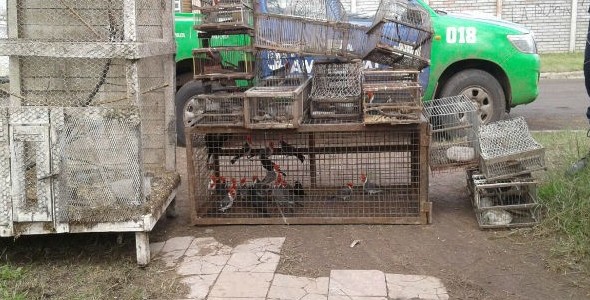 Policía Ambiental rescata 39 aves silvestres en La Francia