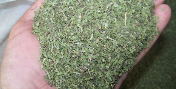 Agricultura promueve el consumo de aromáticas
