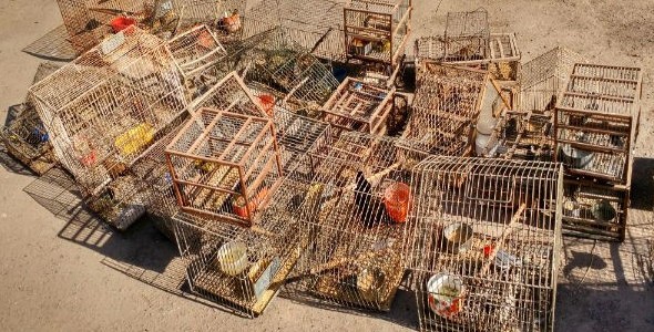 Liberan aves autóctonas en Tala Cañada