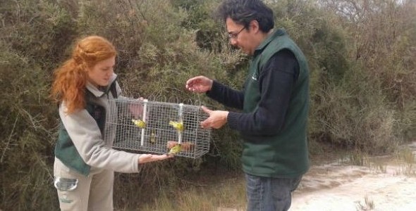 Ambiente liberó aves en el noreste de Córdoba