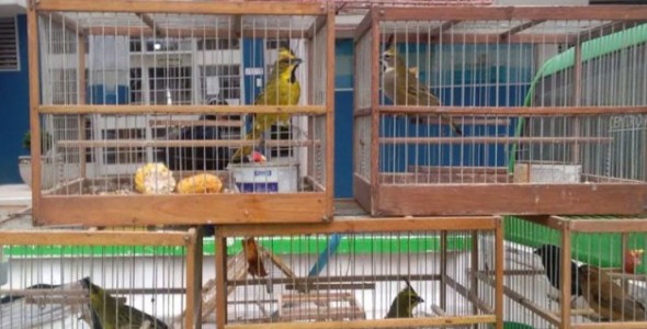 Policía Ambiental rescata 24 aves de un domicilio de Morteros