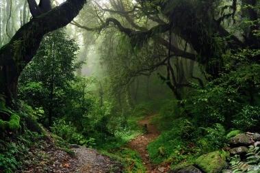 Según la FAO, se pierden siete millones de hectáreas de bosque tropical cada año