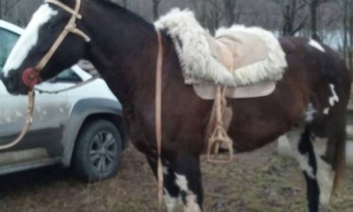 Buscan desesperadamente dos caballos que fueron robados