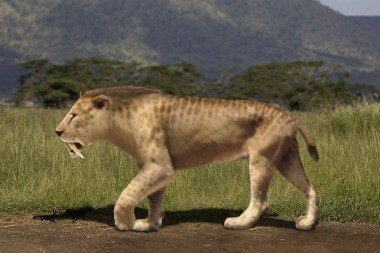 Hallan en Miramar huellas del prehistórico tigre dientes de sable