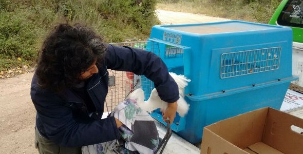 Rescataron un flamenco rosado y una garza blanca