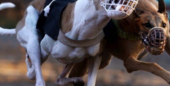 Ya tiene dictamen favorable la ley de prohibición de carreras de galgos