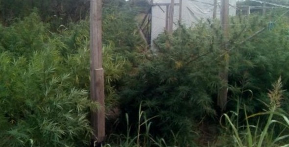 Narco jardín en Córdoba: incautaron mil plantas de marihuana