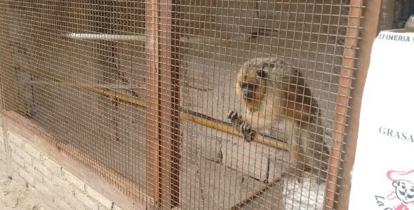 Policía Ambiental recupera mono carayá en Almafuerte
