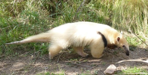 Policía Ambiental de Córdoba liberó un oso melero