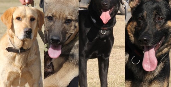 Zoonosis recomienda vacunar contra la rabia a todas las mascotas