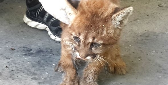 Policía Ambiental de Córdoba recuperó tres pumas en menos de dos semanas