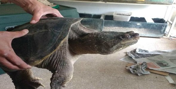 Reubican animales provenientes de tráfico de fauna en Córdoba