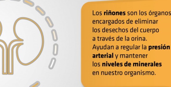 Para cuidar la salud de los riñones