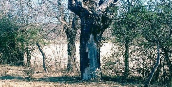 Aseguran en Mina Clavero que aparece la imagen de la Virgen en un árbol 