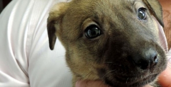 La Brigada Canina de la Policía Ambiental tiene una nueva integrante