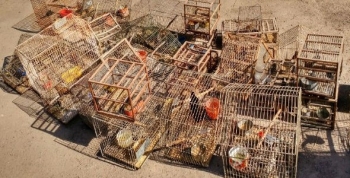 Liberan aves autóctonas en Tala Cañada