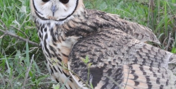 Se liberaron aves silvestres en Tegua