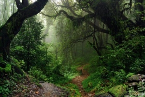 Según la FAO, se pierden siete millones de hectáreas de bosque tropical cada año