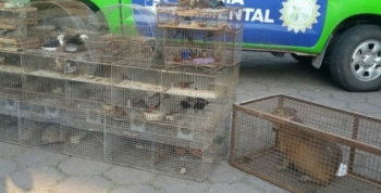 Brinkmann: Policía Ambiental recuperó más de 86 aves