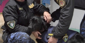 La caninoterapia logra avances en chicos con discapacidad