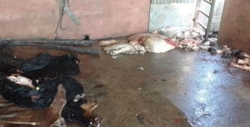 Pilar, Córdoba: detectan faena clandestina