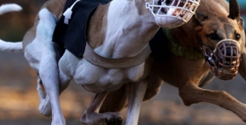 Ya tiene dictamen favorable la ley de prohibición de carreras de galgos
