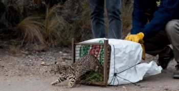 La Policía Ambiental realizó importante liberación de fauna silvestre en el departamento Pocho