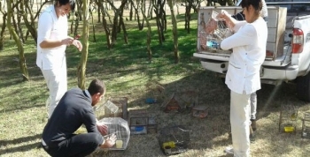 Liberan aves autóctonas en Traslasierra