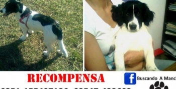 Buscan a Manchas hace tres meses