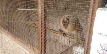 Policía Ambiental recupera mono carayá en Almafuerte