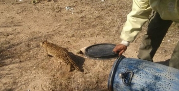 Policía Ambiental rescató un gato montés en Las Playas