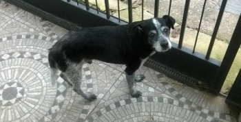 Piden adopción para un perrito sordo en Carlos Paz