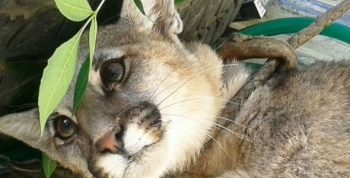 Policía Ambiental de Córdoba recupera otro puma en cautiverio