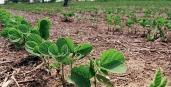 Advierten sobre el riesgo de pérdidas en el 63% de soja que resta cosechar