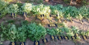TANTI: TENÍA UNA PLANTACIÓN DE MARIHUANA EN EL PATIO