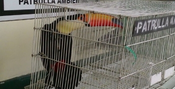 Ambiente y Patrulla Ambiental recuperan cuatro tucanes