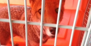 Policía Ambiental recupera un zorrito en Villa María